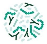 청록 · 민트 막대균과 구균, Y자 그림이 모인 원